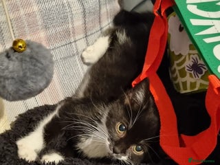 Mixed Breed cats - Advert 1