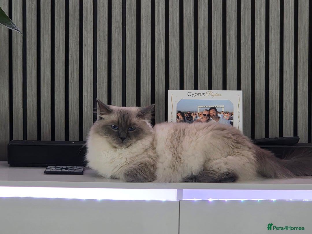 Ragdoll cats for sale: Male ragdoll 2 years old - Advert 1