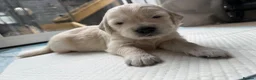 Golden Retriever dogs for sale: Golden Retriever Puppies  - Advert 17