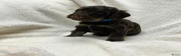 Cockapoo dogs for sale: Cockapoo puppies  - Advert 39