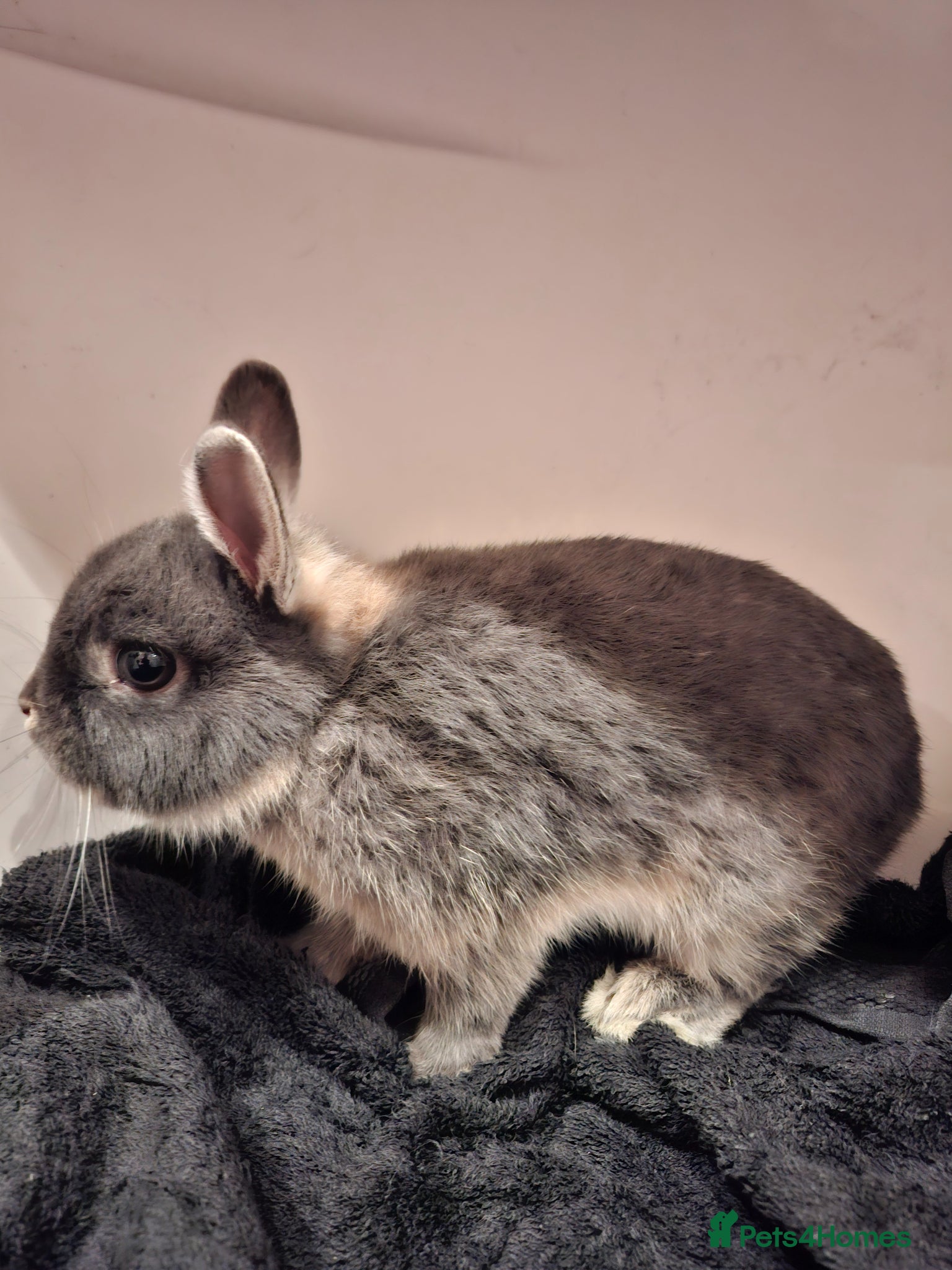 Dwarf Lop rabbits for sale: 3 Male Dwarf Rabbits (+Optional Cage Setup) in Ashton-under-Lyne - Advert 3