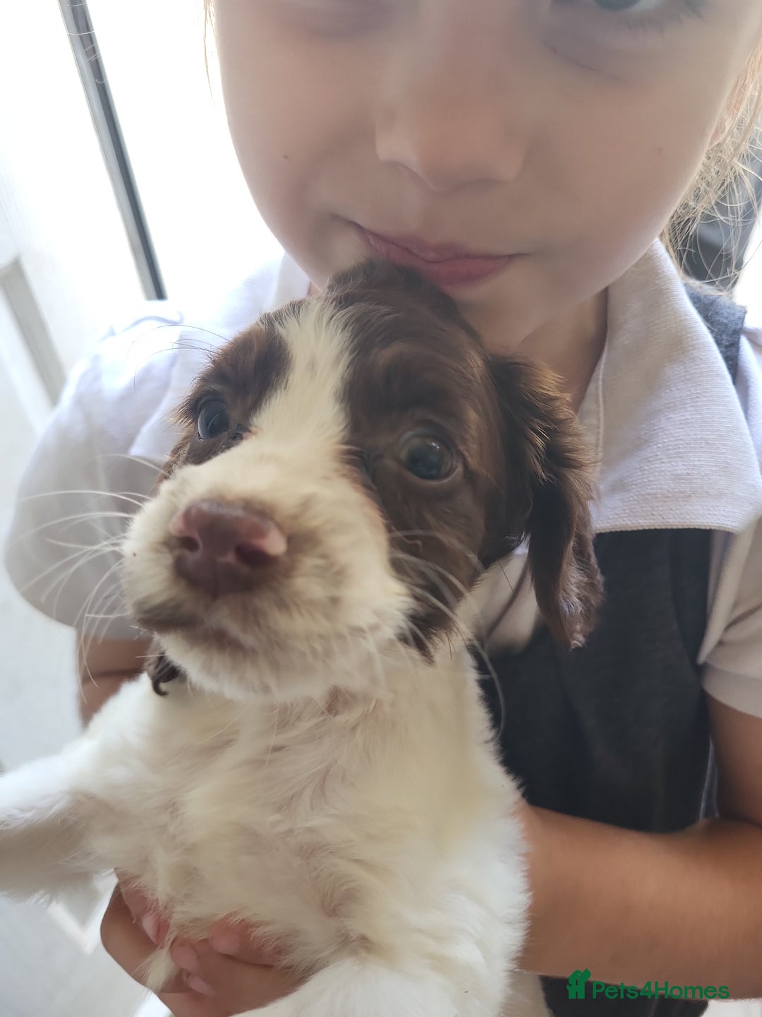 Sprocker dogs for sale: 3 sprockers x springer  pups  - Image 5