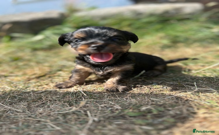Yorkshire Terrier dogs - Advert 15