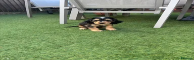 Cocker Spaniel 1