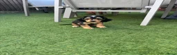 Cocker Spaniel dogs for sale: Cocker Spaniel Puppy (Male) - Advert 8