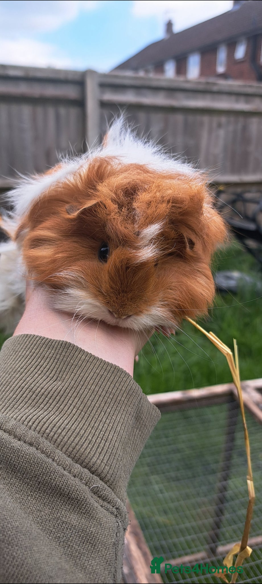 Guinea Pig rodents Baby guinea pigs for sale  - Advert 12