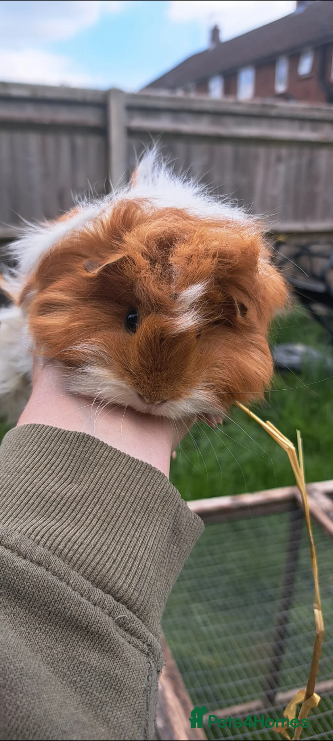 Guinea Pig rodents for sale: Baby guinea pigs for sale  - Advert 1