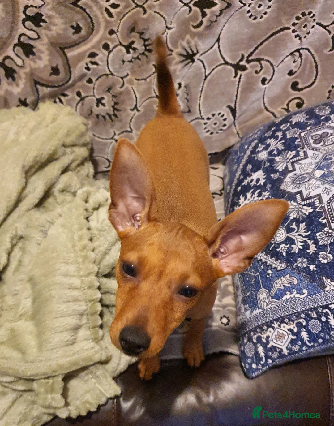 Miniature Pinscher dogs for sale: Miniature Pinscher puppies, KC registered - Advert 12