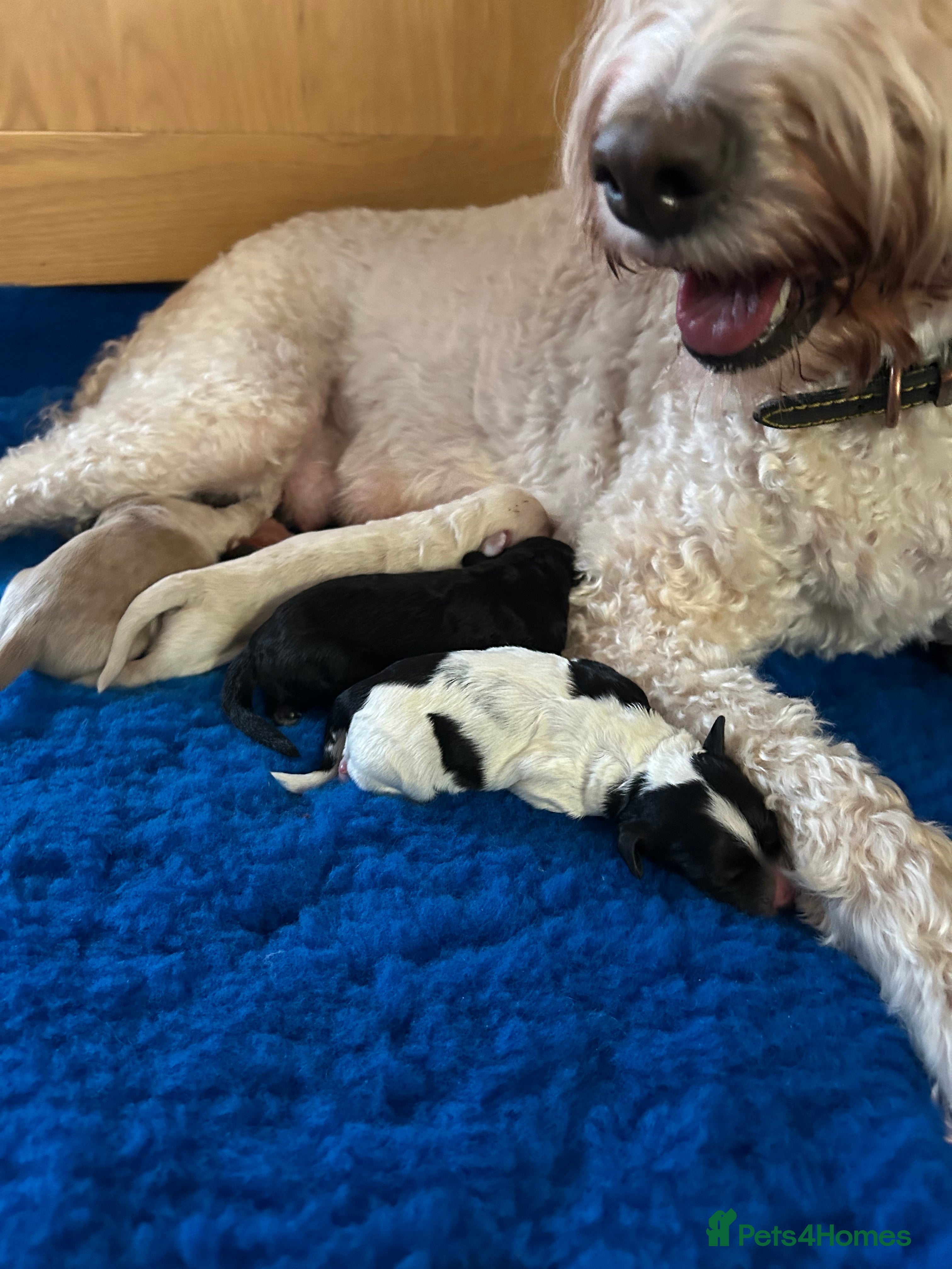 Mixed Breed dogs MINATURE GOLDENDOODLES EXTENSIVELY HEALTH TESTED - Advert 2