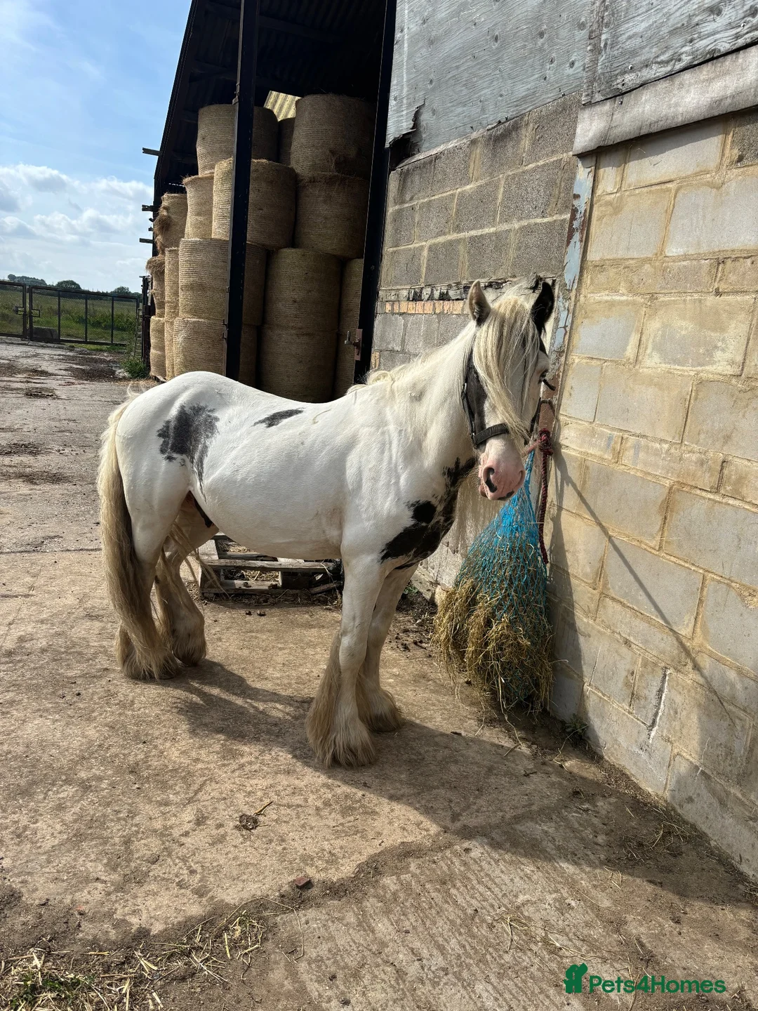 Tinker horses for sale: 12.2hh ride and drive stepping cob - Advert 2