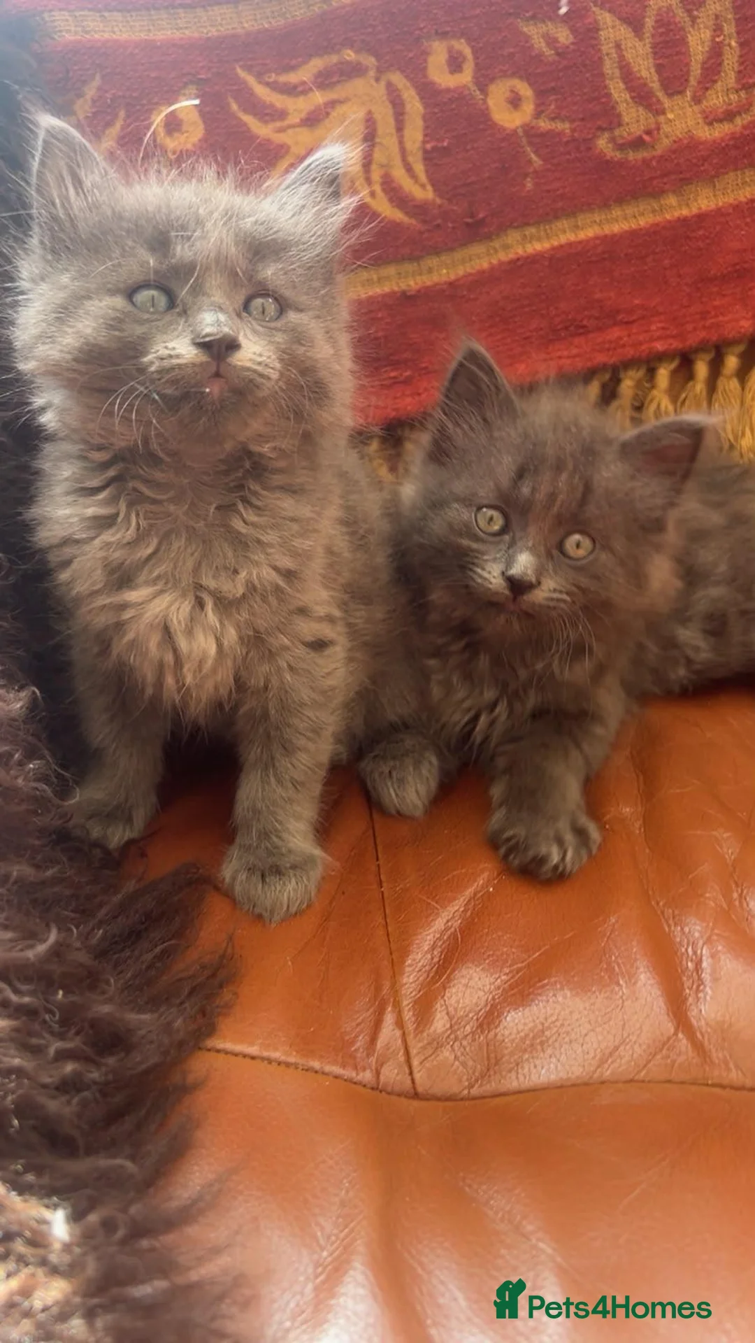 Ragdoll cats for sale: Blue and charcoal/silver ragdoll - Advert 8