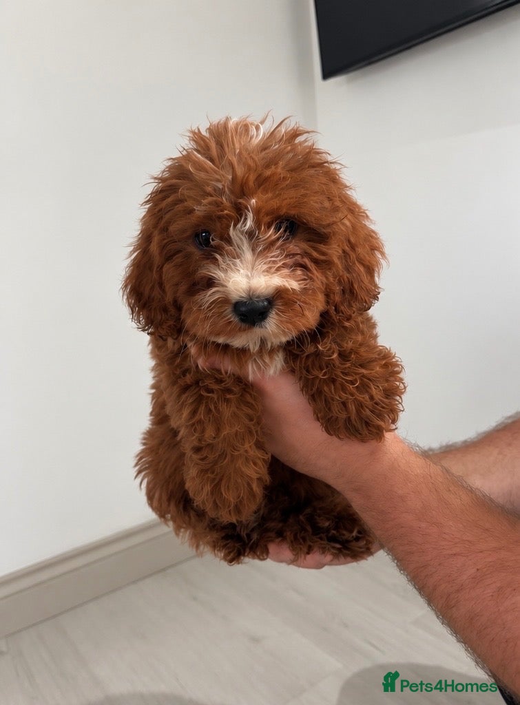 Cavapoo dogs 1 beautiful boy left! Ready to leave. Cavapoo pup - Advert 1
