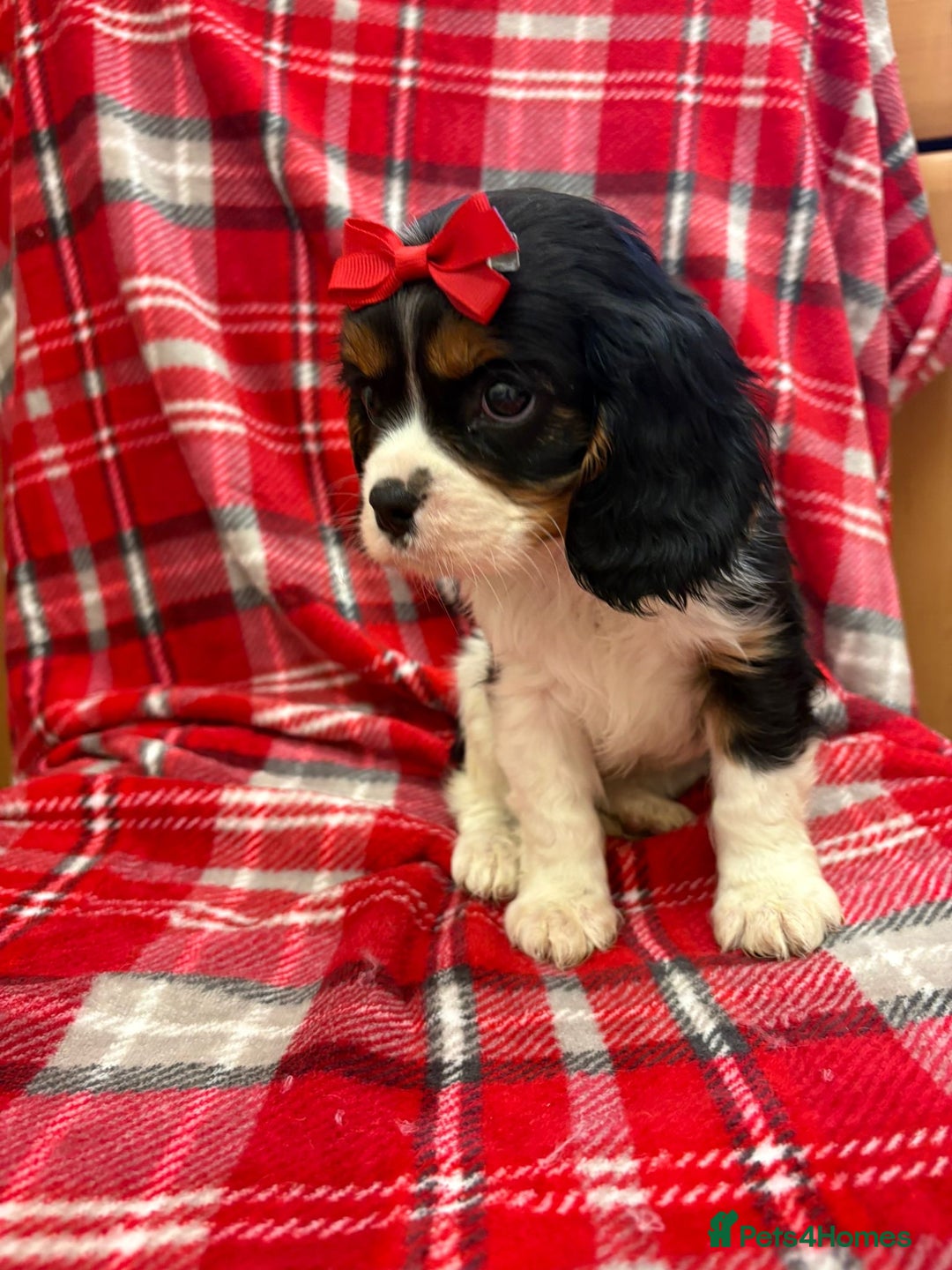 Cavalier King Charles Spaniel dogs for sale: Beautiful Cavalier King Charles babies ❤️ - Advert 32