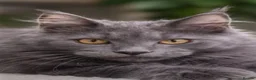 Maine Coon cats for sale: Maine coon  - Advert 1