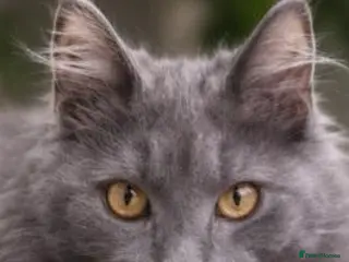 Maine Coon cats Maine coon - Advert 4