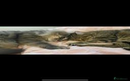 Siberian cats for sale: Rehome - Siberian & Tabby - Image 1
