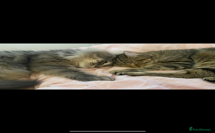 Siberian cats - Advert 10