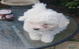 Maltese dogs for sale: Ready to go ! Gorgeous Maltese girls for salee - Image 23