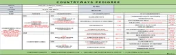 English Springer Spaniel dogs for stud: Ray, our black and white stud dog, HEALTH TESTED - Advert 2