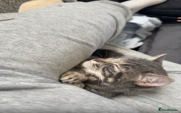 Domestic Shorthair cats for sale: Blue tabby  - Image 2