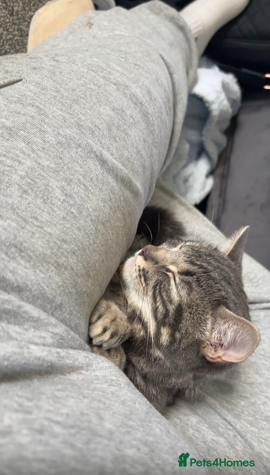 Domestic Shorthair cats for sale: Blue tabby  - Image 2