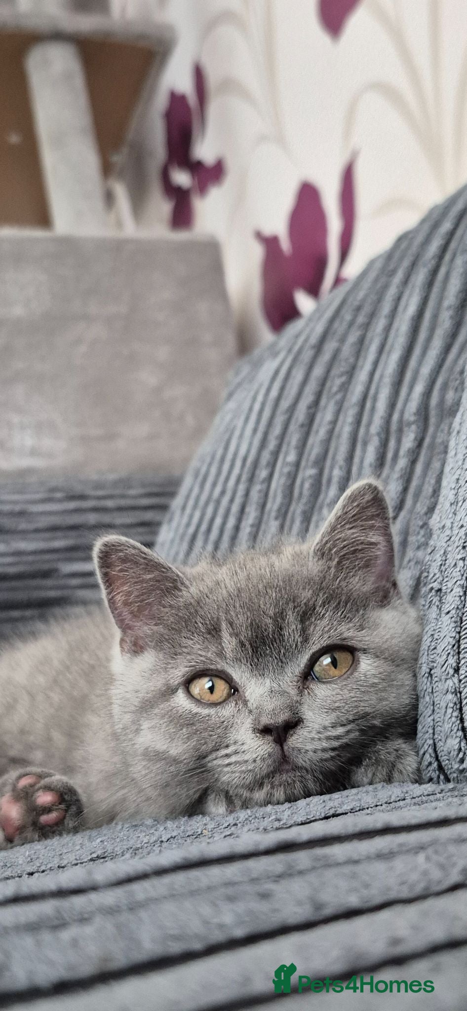 British Shorthair cats British shorthair kittens for sale  - Advert 1