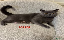 British Shorthair cats for sale: Beautiful British short hair kittens - Image 7