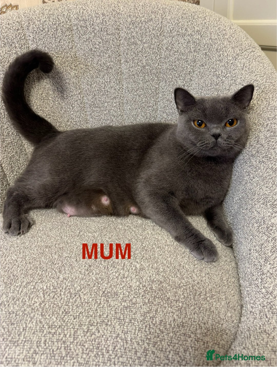 British Shorthair cats for sale: Beautiful British short hair kittens - Image 7