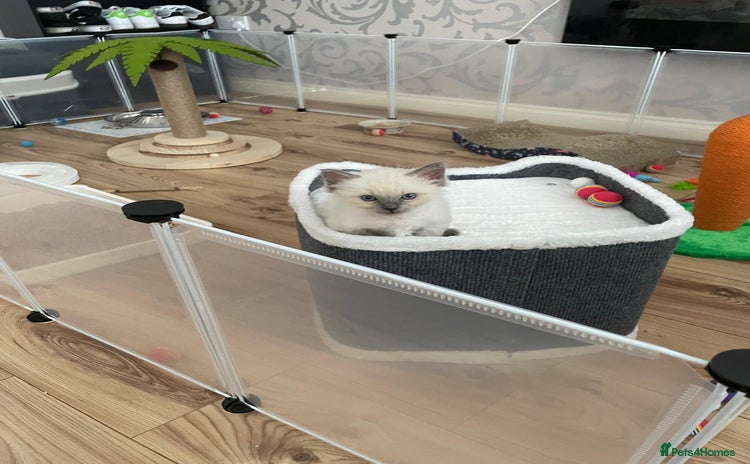 Ragdoll cats - Advert 15