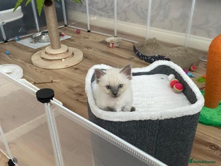 Ragdoll cats - Advert 34