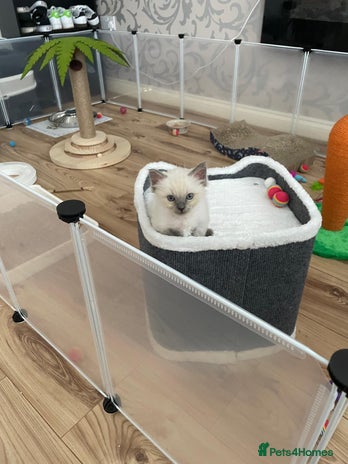 Ragdoll cats - Advert 15