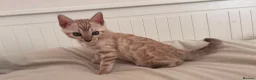 Bengal cats for sale: Tica Registered Bengal Kittens - Snow and Brown - Advert 5