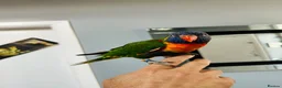 Lorikeets birds for sale: Rainbow Lorikeet + Cage  - Advert 2