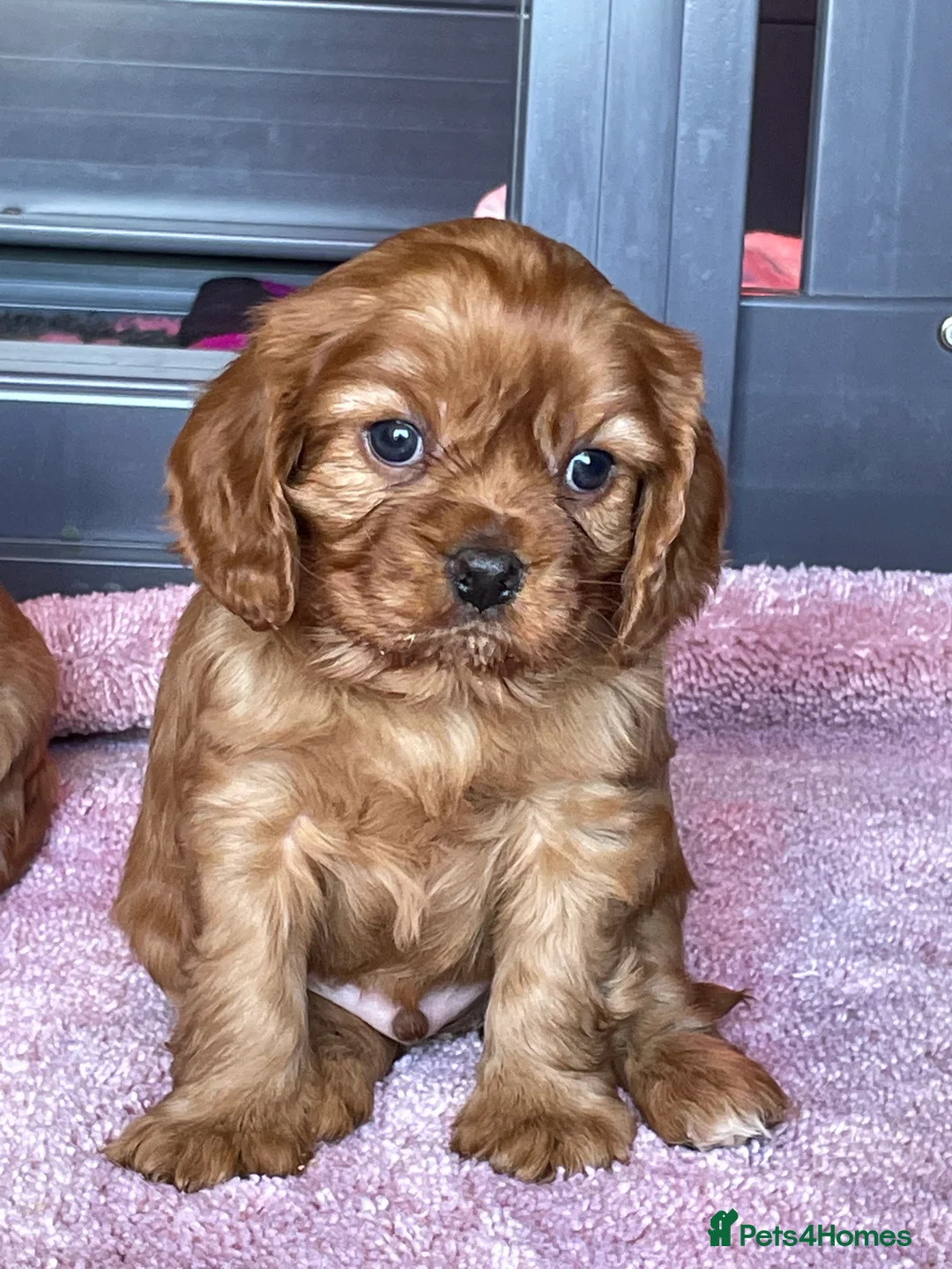 Cavalier King Charles Spaniel dogs for stud: 🌹KC REGISTERED HEALTH TESTED RUBY CKC FOR STUD in Sheerness - Advert 22
