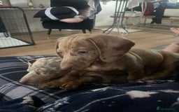 Miniature Dachshund dogs for sale: 2 x Miniature dachshund  - Image 9