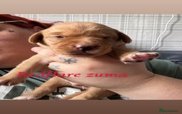 Labrador Retriever dogs for sale: Girl & Boy beautiful lab pups With paperwork  - Image 25