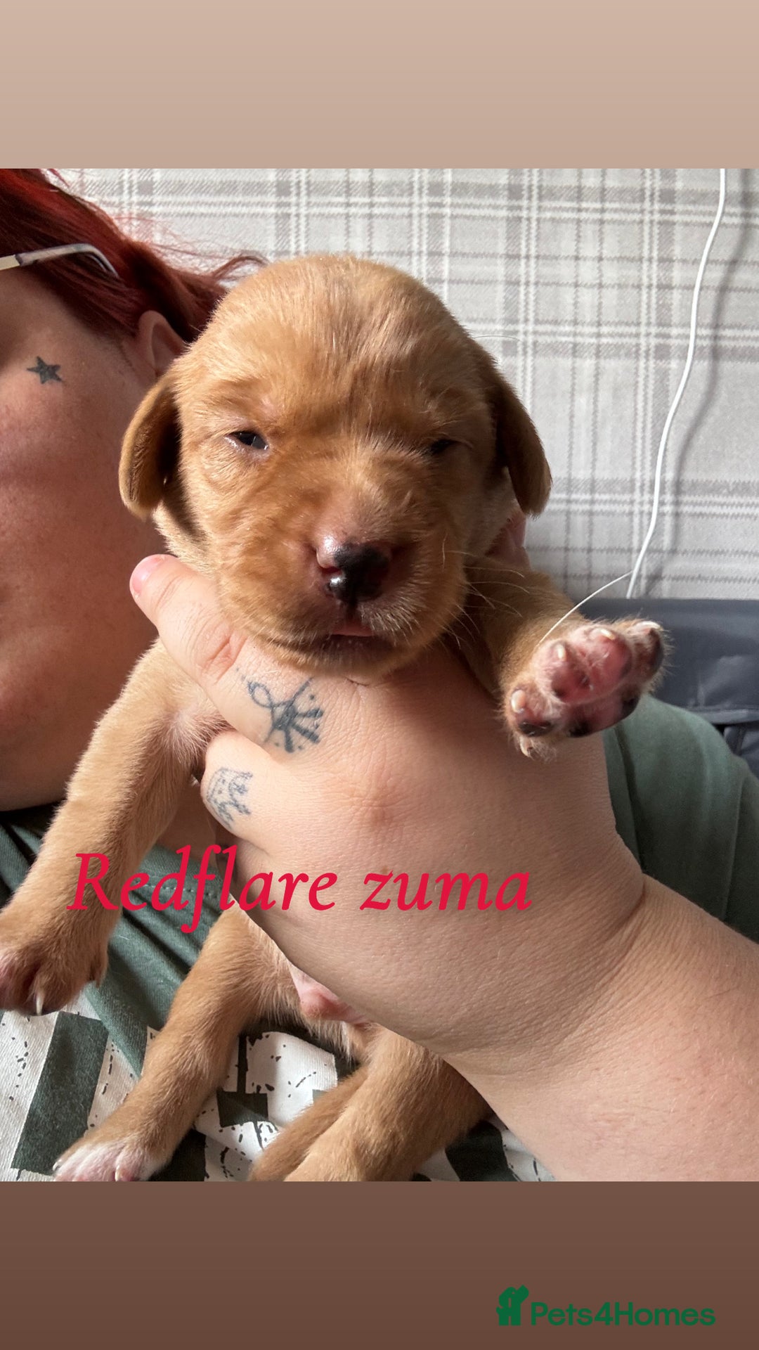 Labrador Retriever dogs for sale: Girl & Boy beautiful lab pups With paperwork  - Image 25
