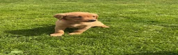 Labrador Retriever dogs for sale: For Red Labrador pups. KC REG/COUNCIL LICENSED  - Advert 9