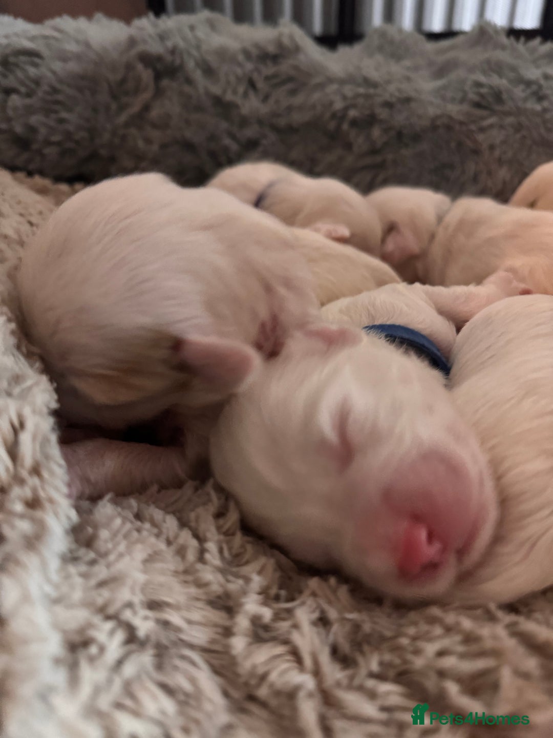 Tibetan Terrier dogs for sale: Tibetan Terrier puppies for sale - Advert 5