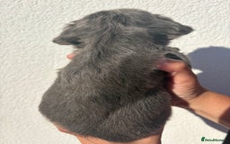 French Bulldog dogs for sale: *Fluffy French Bulldog Pups-4 reserved* - Image 17