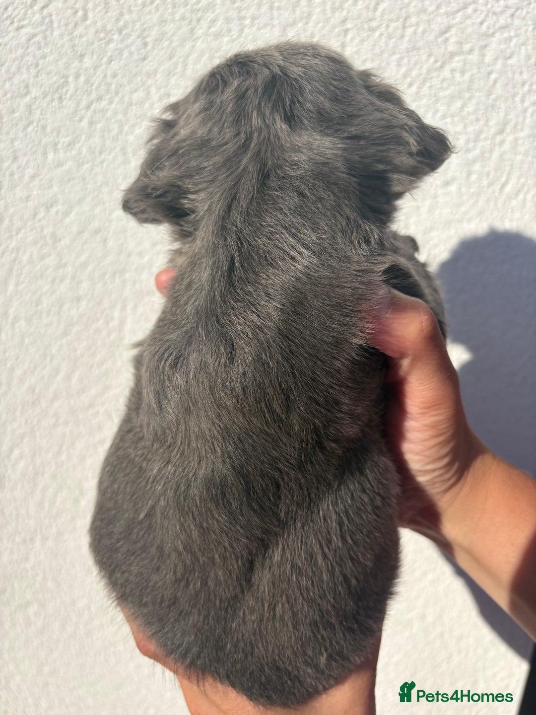 French Bulldog dogs for sale: *Fluffy French Bulldog Pups-4 reserved* - Image 17