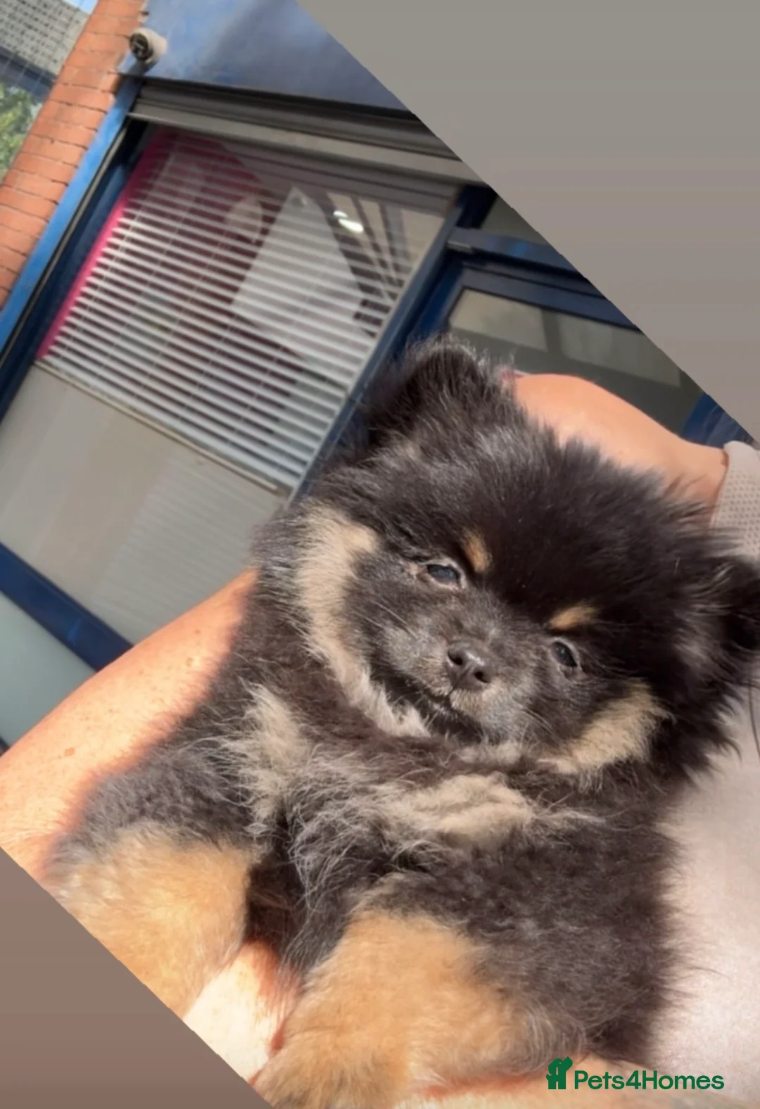 Pomeranian dogs for sale: REDUCED Back available due to time waister  - Advert 2