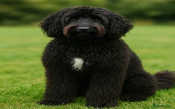 Goldendoodle dogs for sale: F1 Goldendoodle black Puppies - Image 4