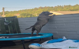 Staffordshire Bull Terrier dogs for stud: Staffordshire Bull Terrier for Stud - Image 11