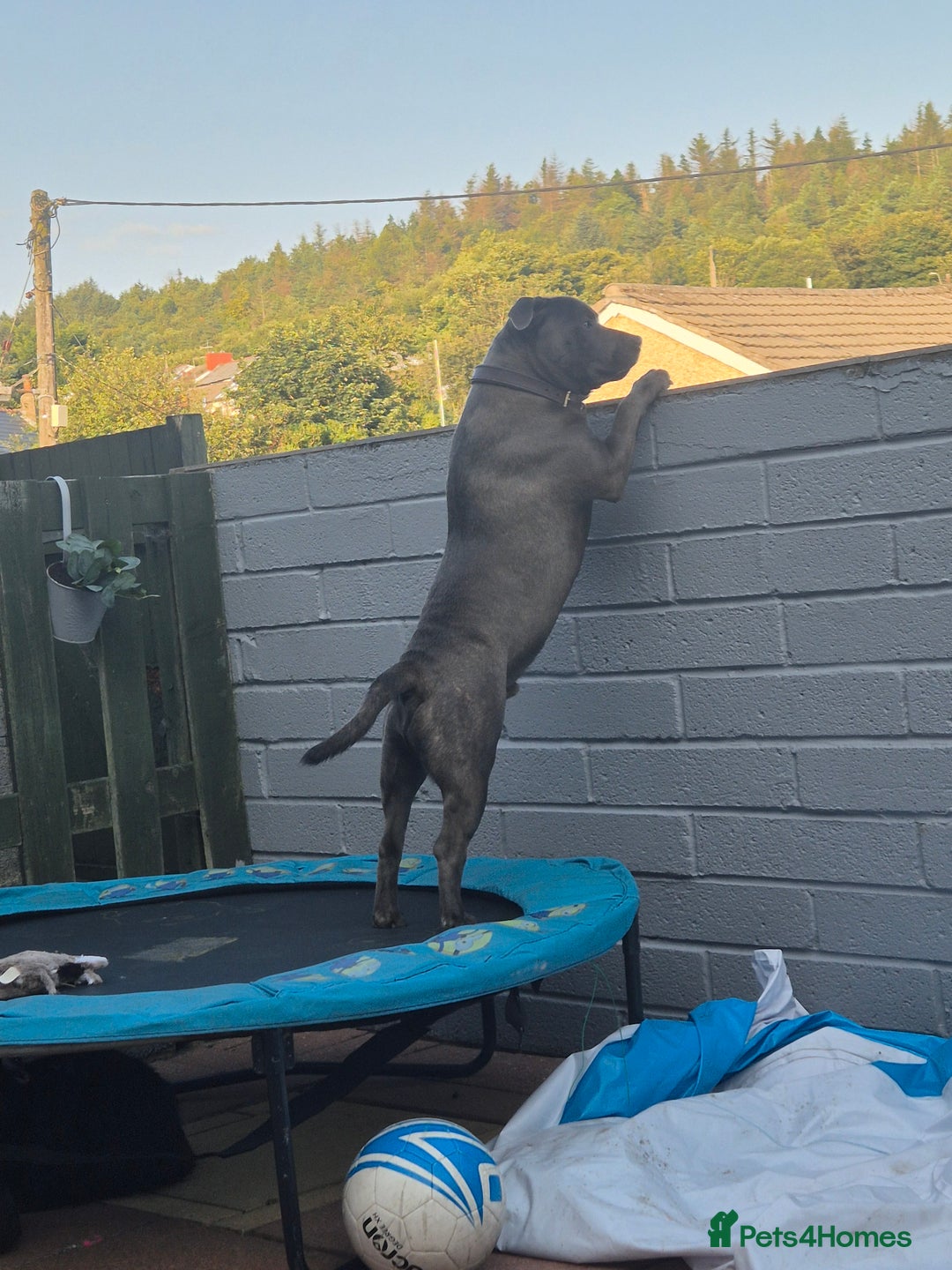 Staffordshire Bull Terrier dogs for stud: Staffordshire Bull Terrier for Stud - Image 11