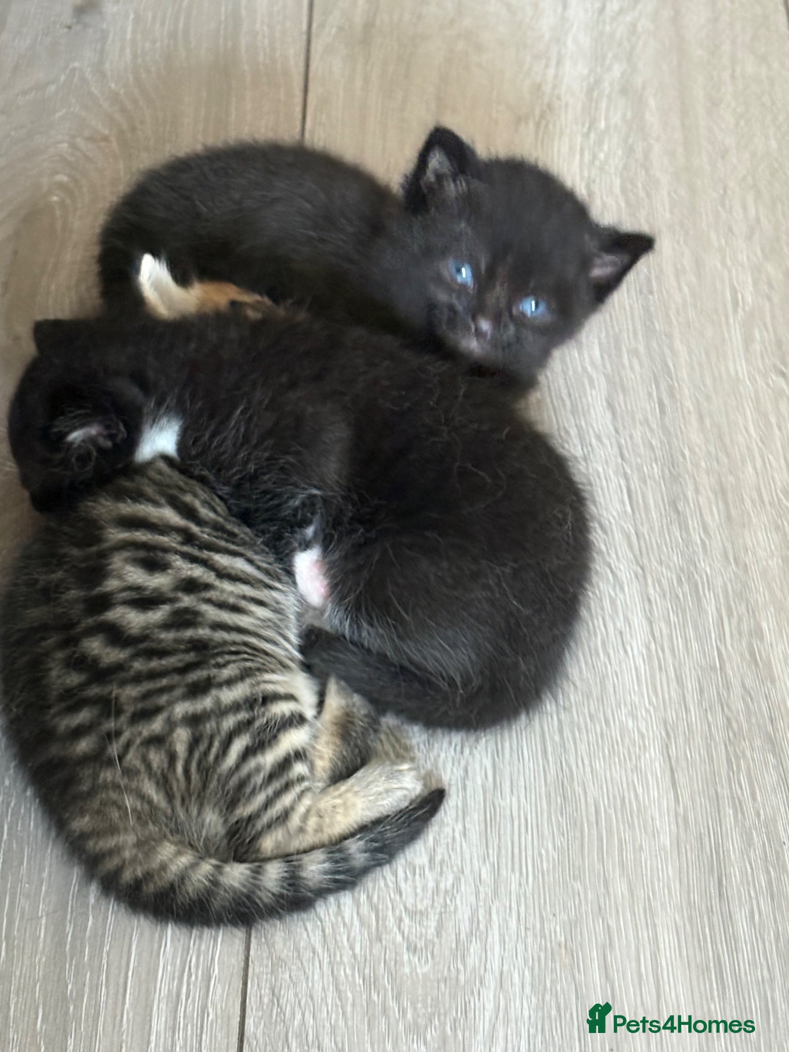 British Shorthair cats British Shorthair X kittens- stunning features!  - Advert 17