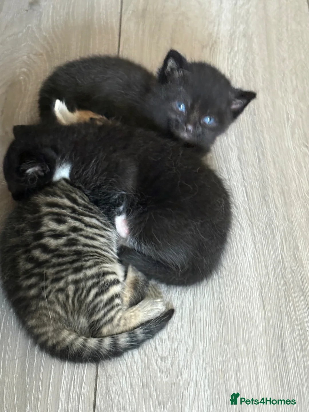 British Shorthair cats for sale: British Shorthair X kittens- stunning features!  - Advert 1