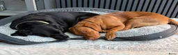 Cockerdor dogs for sale: Only the best for Ozzy-Beautiful Fox Red Cockerdor in Bradford - Advert 5