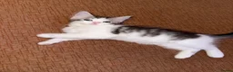 Mixed Breed cats for sale: 3 beautiful kittens ready to leave  - Advert 6
