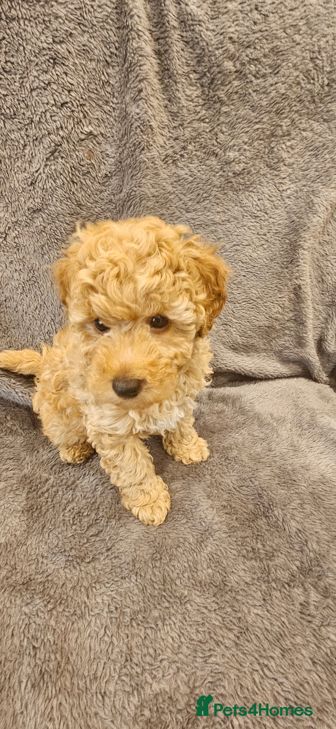 Toy Poodle dogs for sale: Beautiful Toy Poodle Puppies - Advert 8